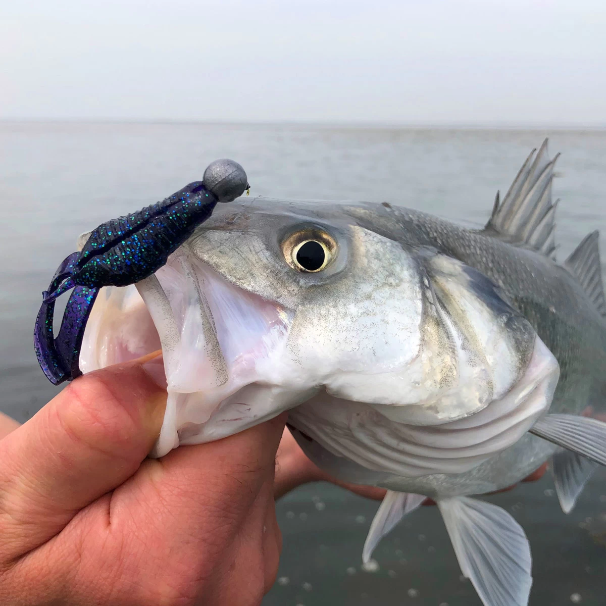 Spro Scent Series Insta Claw 8 CM 6 Spro Scent Series Insta Claw 8 CM - Afbeelding 4