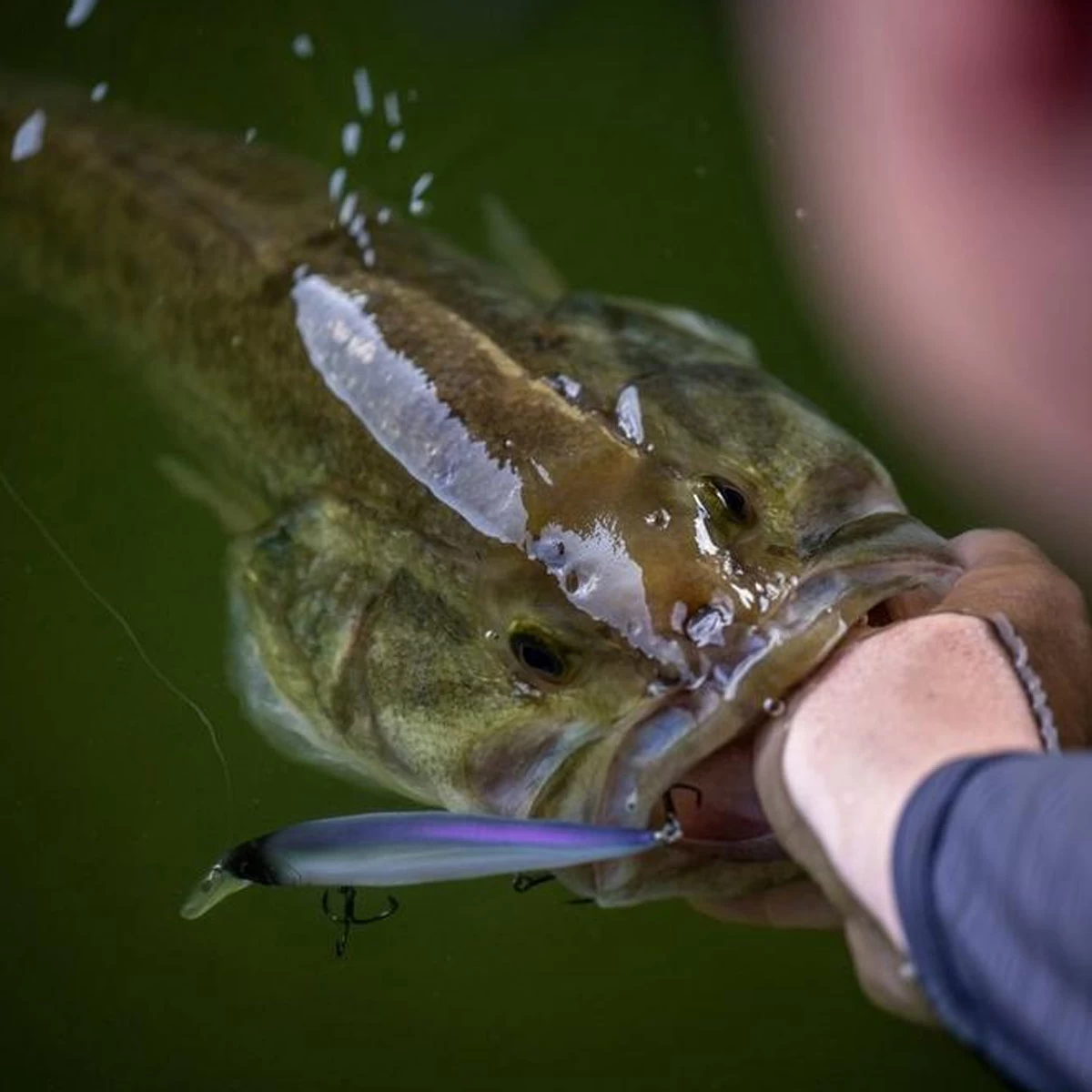 Berkley Dex Stunna 11 CM 6 Berkley Dex Stunna 11 CM - Afbeelding 4