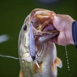 Berkley Dex Stunna 11 CM 8 Berkley Dex Stunna 11 CM -Fishing World Verkoop d6e3532ac7984492b912f406c922cb13